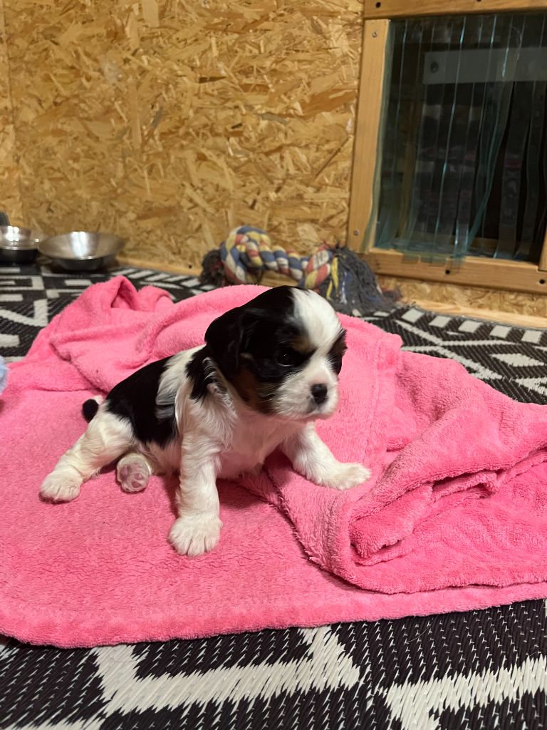 Christel Lagarrigue - Chiot disponible  - Cavalier King Charles Spaniel