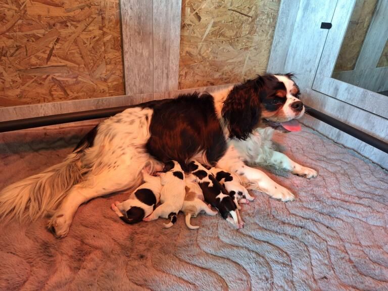 chiot Cavalier King Charles Spaniel Christel Lagarrigue