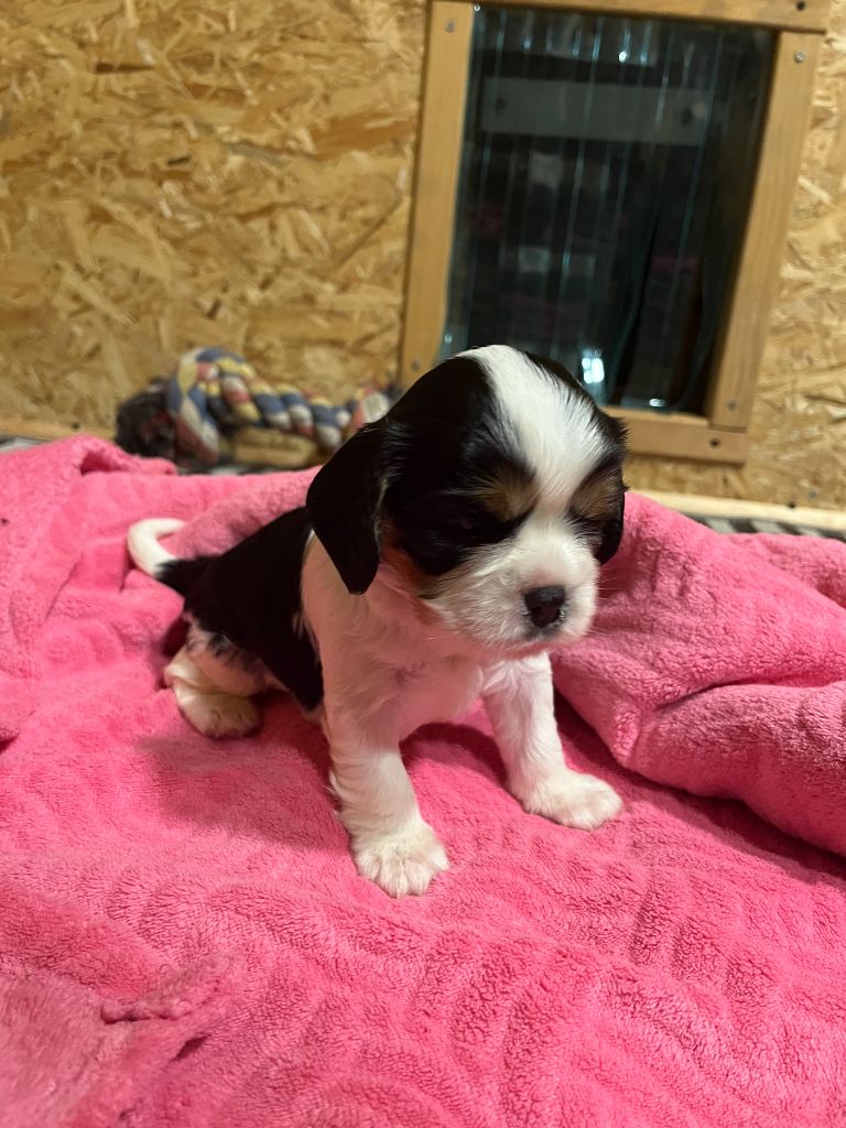 Christel Lagarrigue - Chiot disponible  - Cavalier King Charles Spaniel