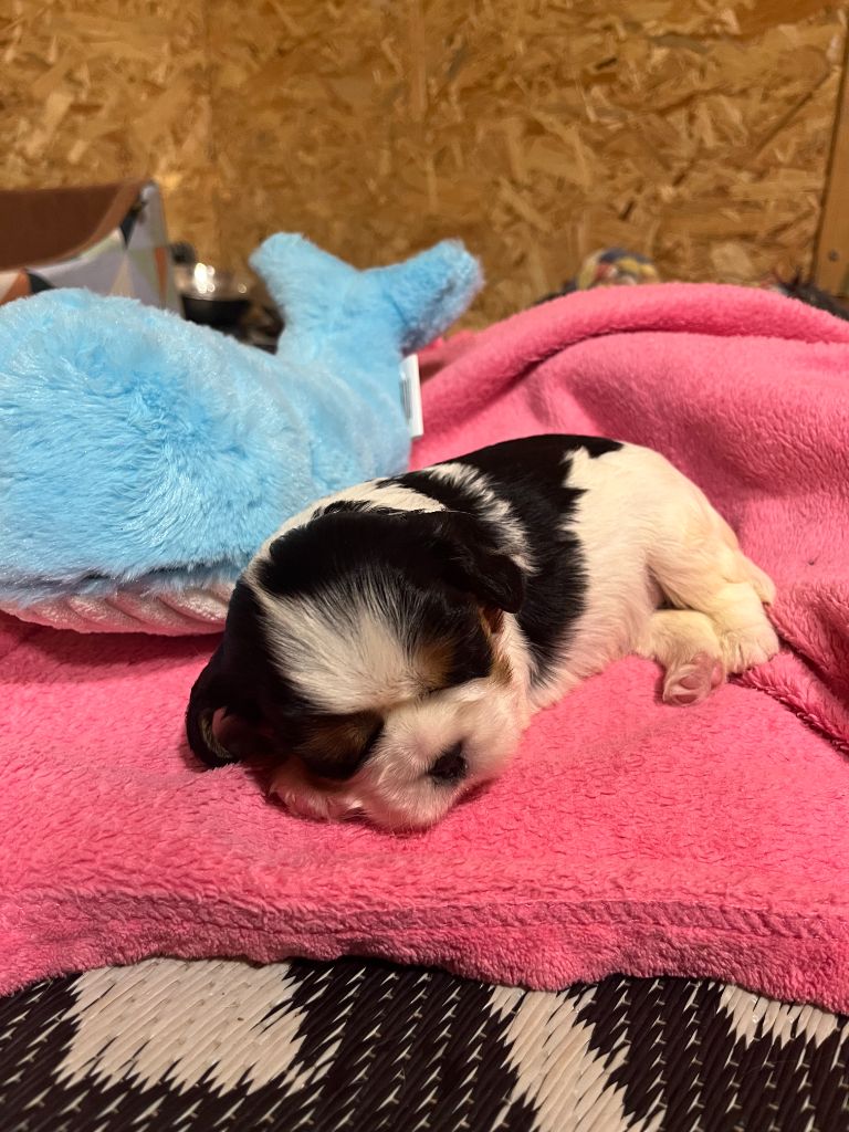 Christel Lagarrigue - Chiot disponible  - Cavalier King Charles Spaniel