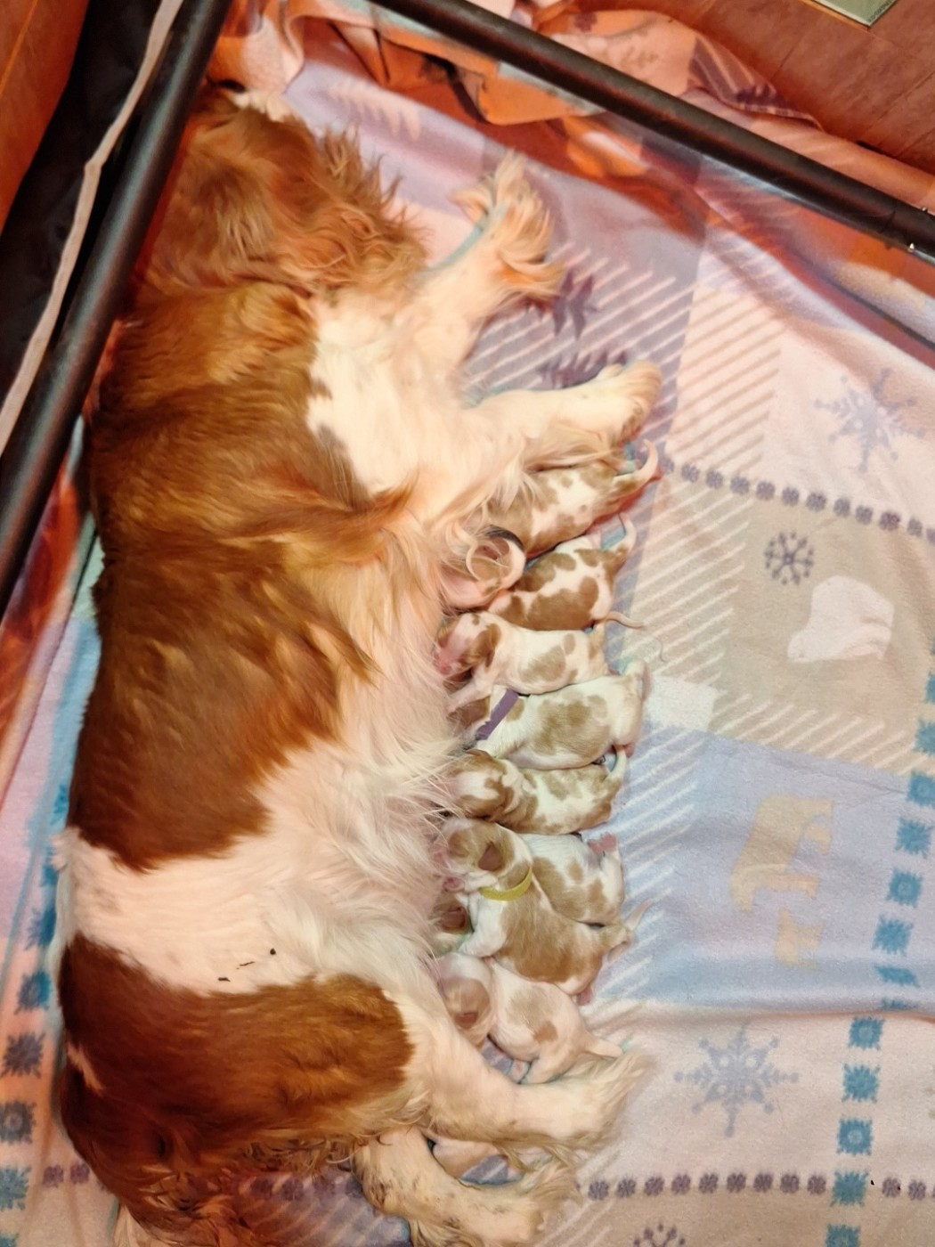 Les bébés sont nés