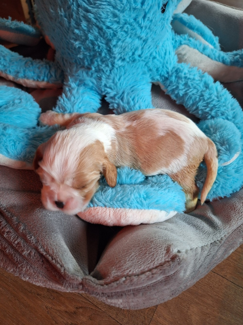 Christel Lagarrigue - Chiots disponibles - Cavalier King Charles Spaniel