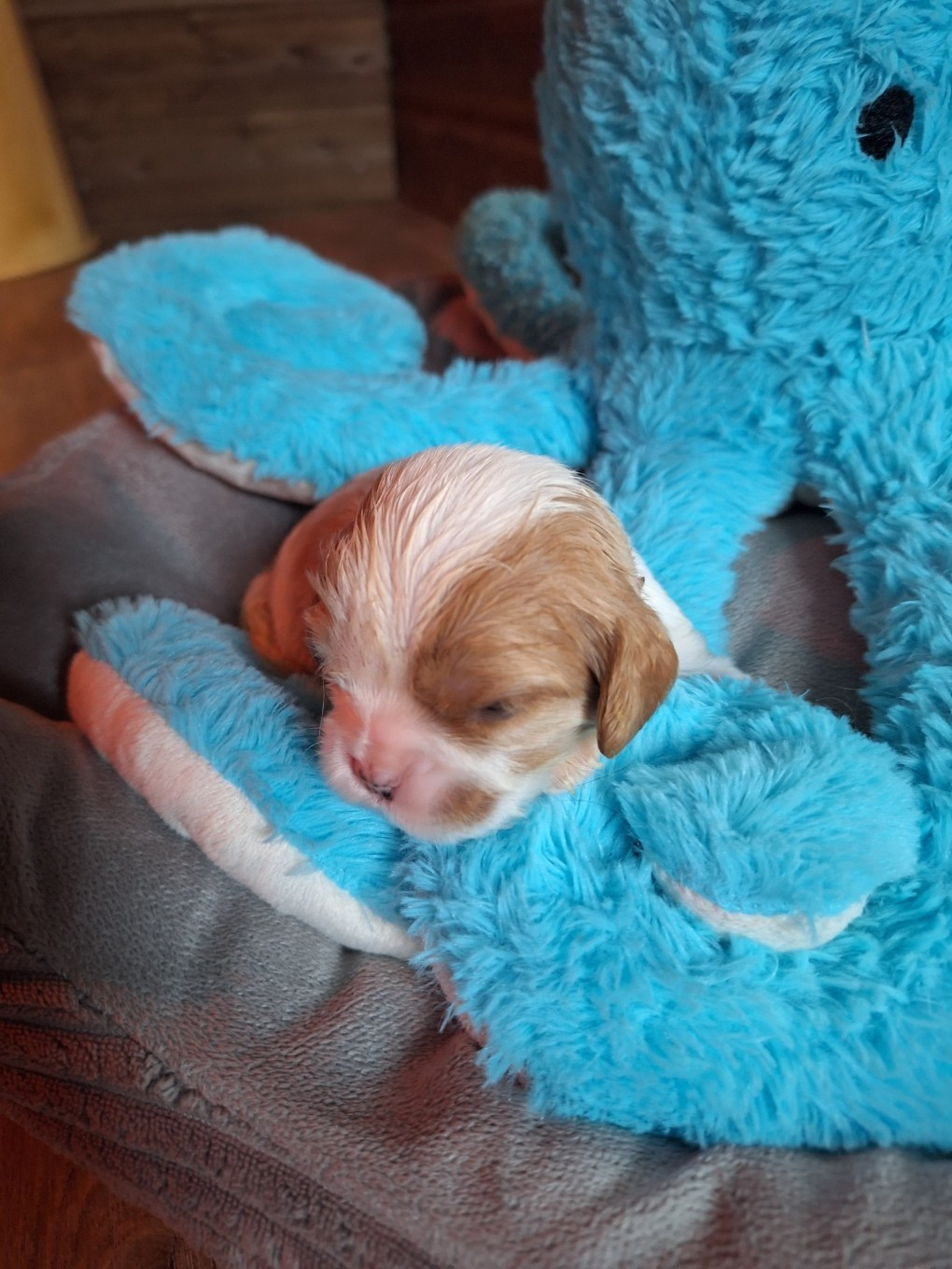 Christel Lagarrigue - Chiots disponibles - Cavalier King Charles Spaniel