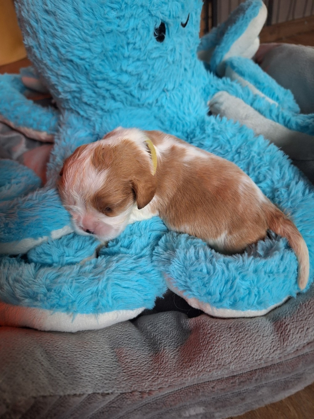 Christel Lagarrigue - Chiots disponibles - Cavalier King Charles Spaniel