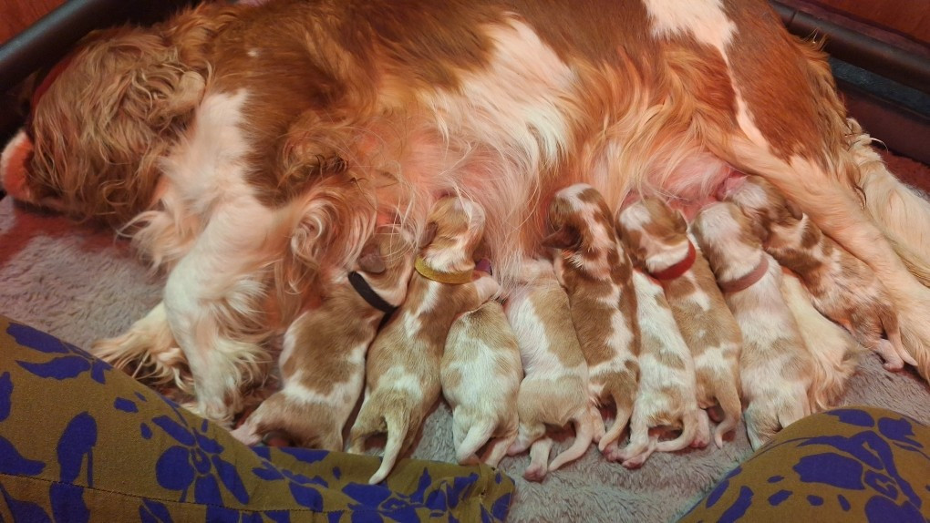 Chiot Cavalier King Charles Spaniel Christel Lagarrigue