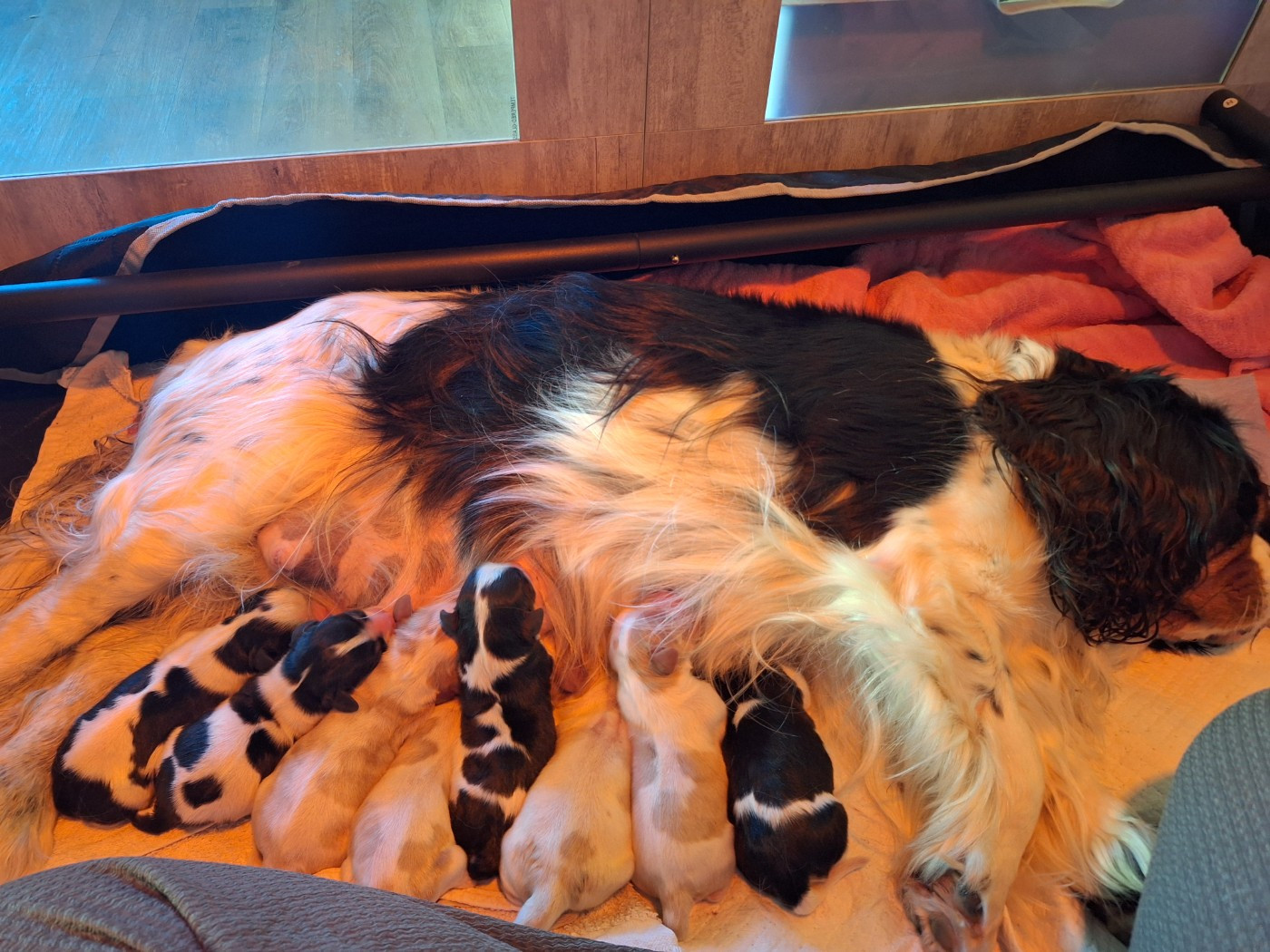 Chiot Cavalier King Charles Spaniel Christel Lagarrigue