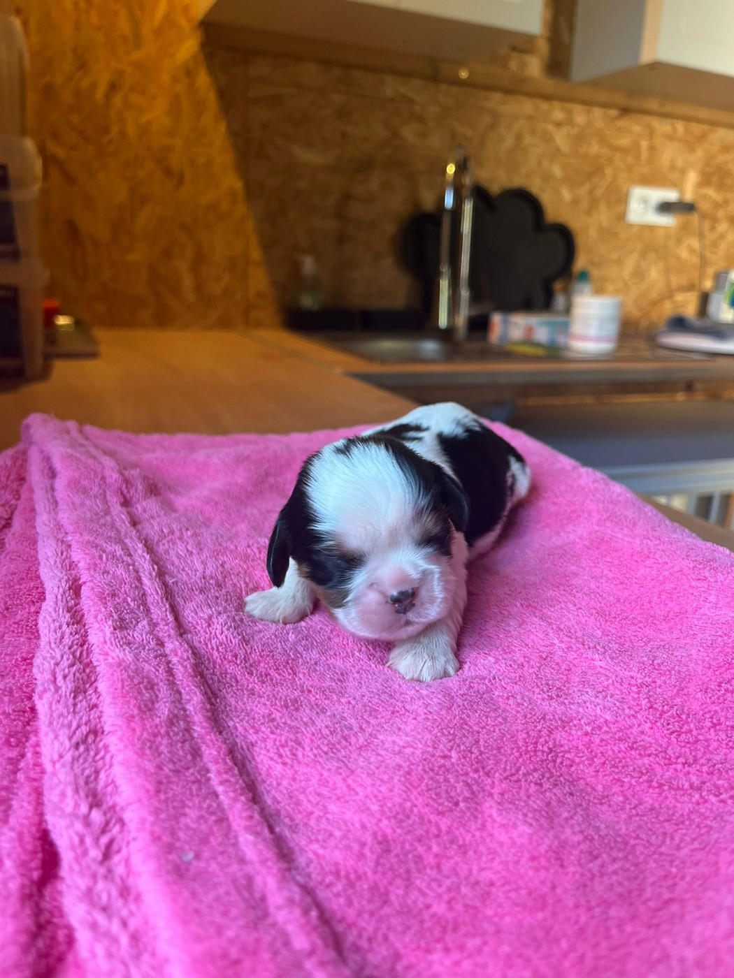 Christel Lagarrigue - Chiots disponibles - Cavalier King Charles Spaniel