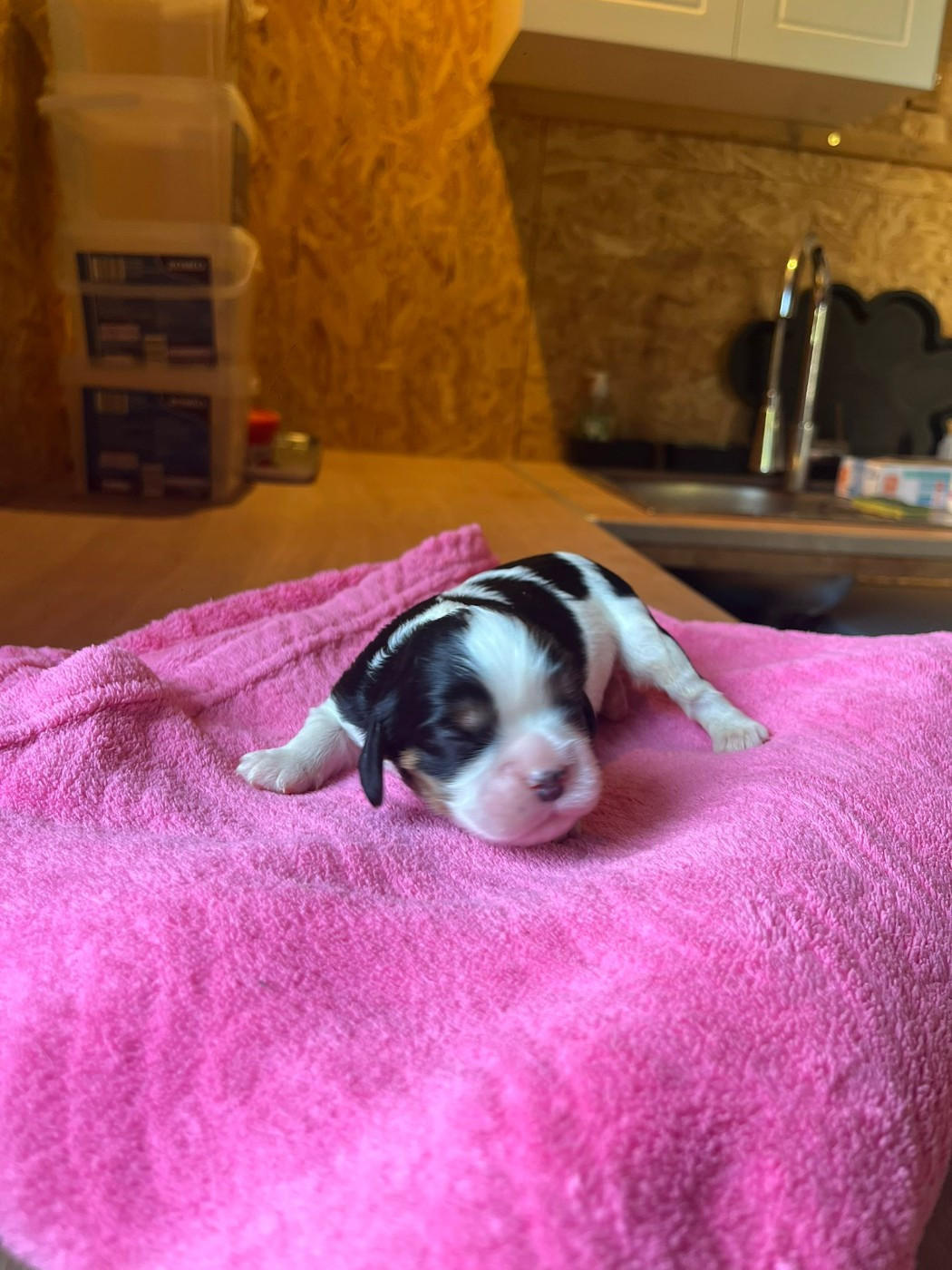 Christel Lagarrigue - Chiots disponibles - Cavalier King Charles Spaniel