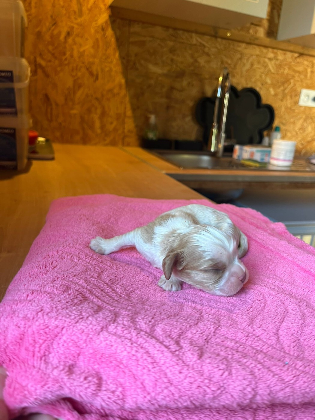 Christel Lagarrigue - Chiots disponibles - Cavalier King Charles Spaniel