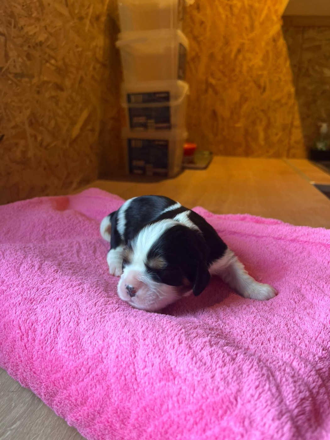 Christel Lagarrigue - Chiots disponibles - Cavalier King Charles Spaniel