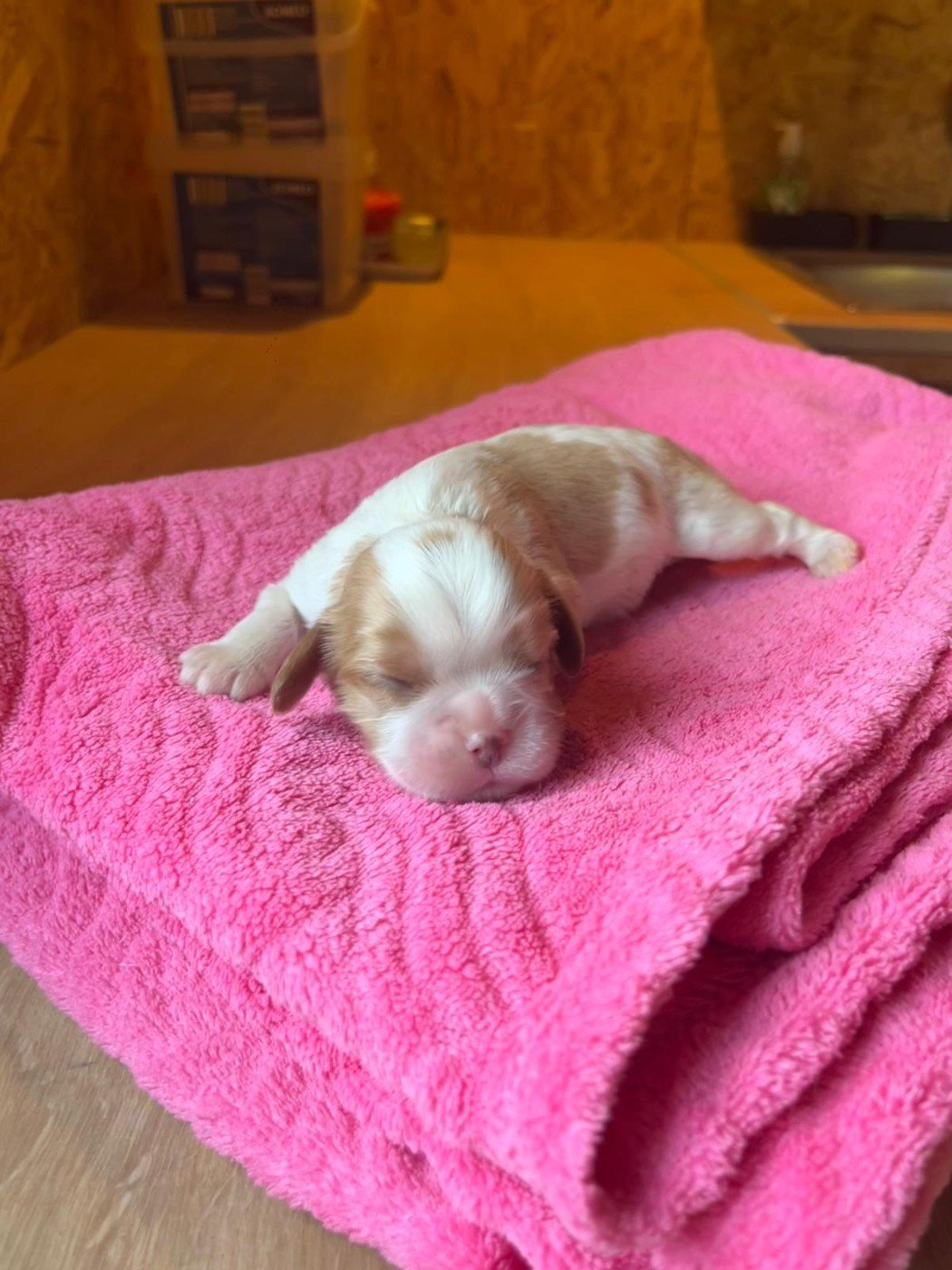Christel Lagarrigue - Chiots disponibles - Cavalier King Charles Spaniel