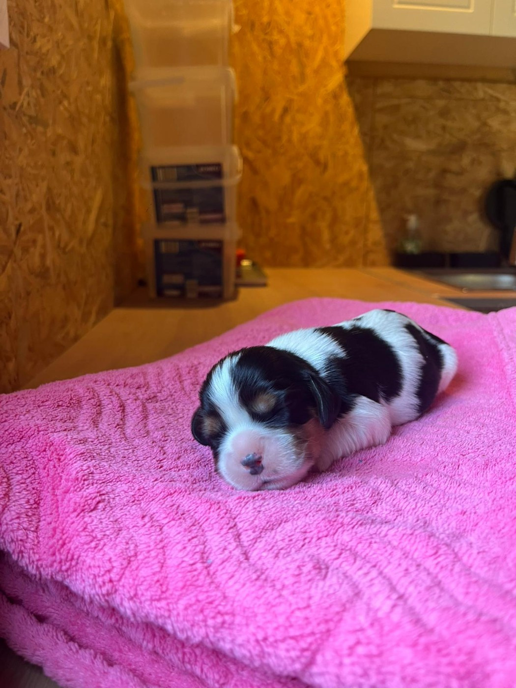 Christel Lagarrigue - Chiots disponibles - Cavalier King Charles Spaniel