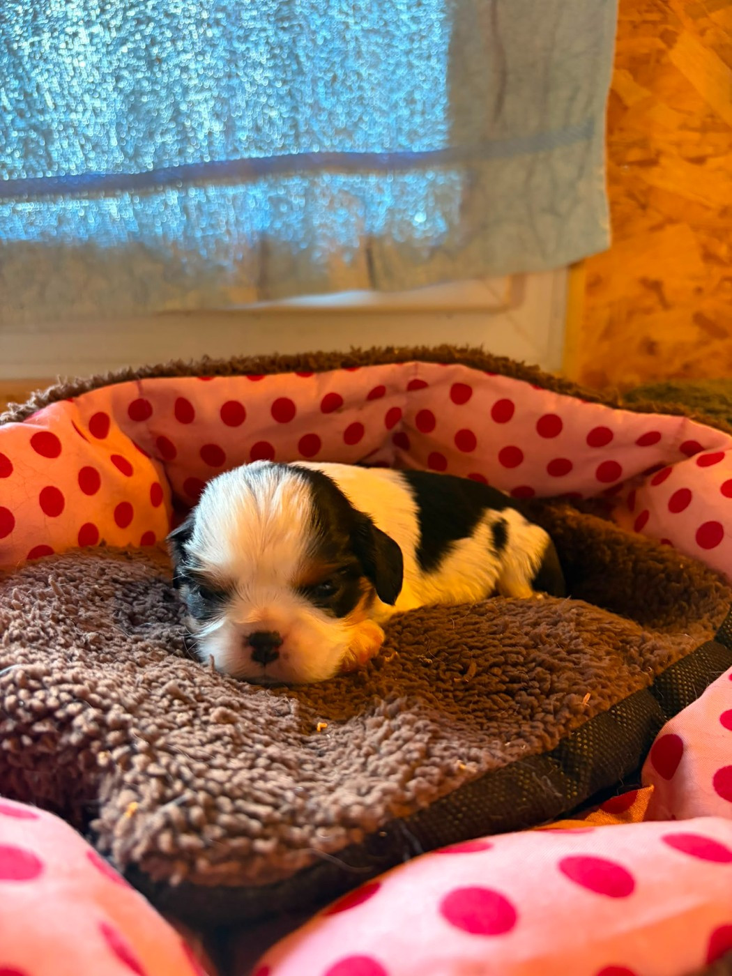 Christel Lagarrigue - Chiots disponibles - Cavalier King Charles Spaniel