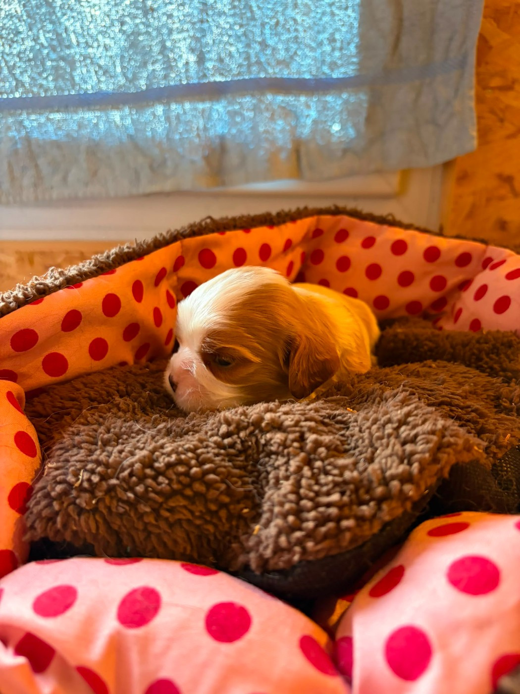 Christel Lagarrigue - Chiots disponibles - Cavalier King Charles Spaniel