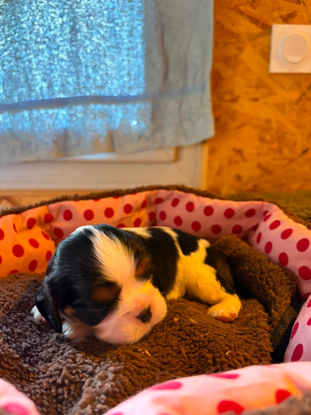 Christel Lagarrigue - Chiots disponibles - Cavalier King Charles Spaniel