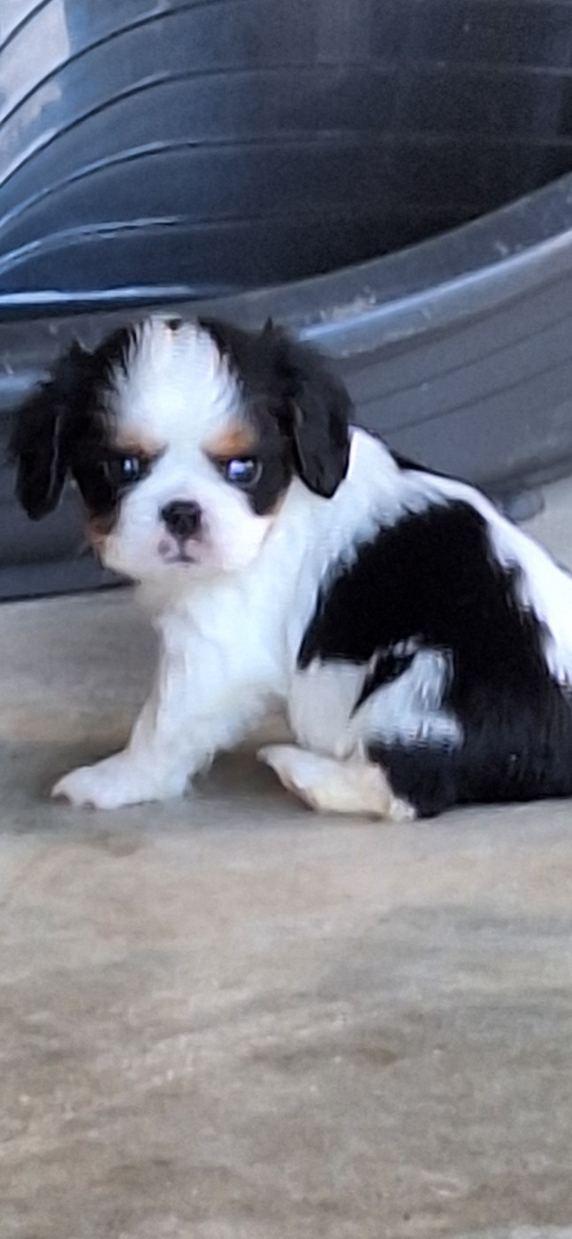 Christel Lagarrigue - Chiots disponibles - Cavalier King Charles Spaniel