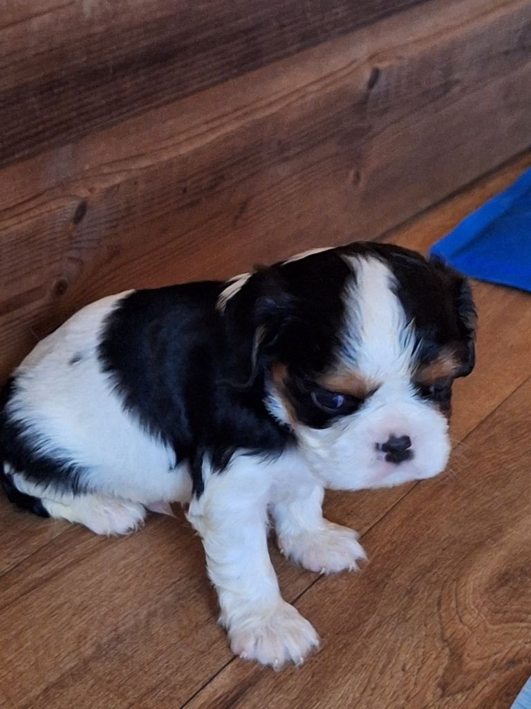 Christel Lagarrigue - Chiots disponibles - Cavalier King Charles Spaniel