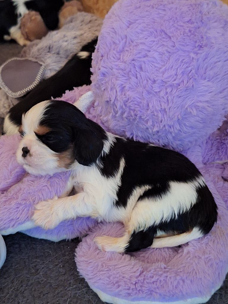 Christel Lagarrigue - Chiots disponibles - Cavalier King Charles Spaniel