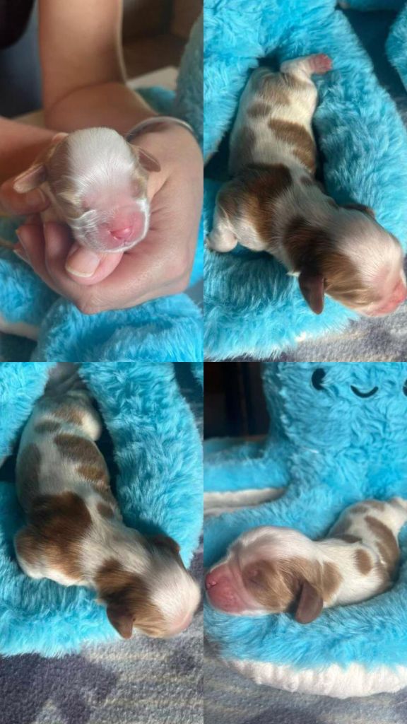 Christel Lagarrigue - Chiots disponibles - Cavalier King Charles Spaniel