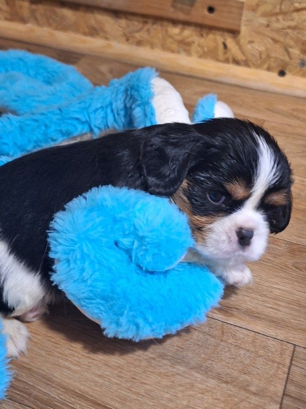 Christel Lagarrigue - Chiots disponibles - Cavalier King Charles Spaniel
